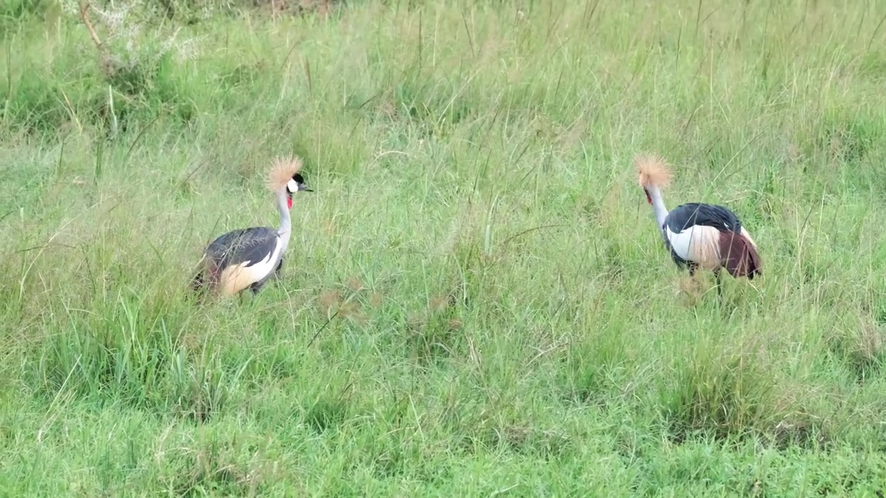 Gru coronate grigie che cercano cibo nel campo in Uganda. Ripresa a mano.