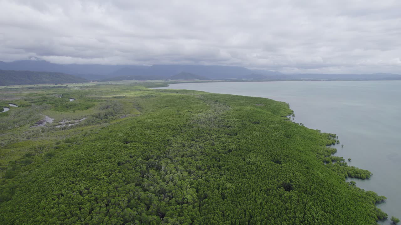 densa vegetación verde en el mar de coral en port douglas, extremo norte de queensland, australia
