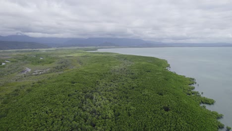 densa vegetación verde en el mar de coral en port douglas, extremo norte de queensland, australia