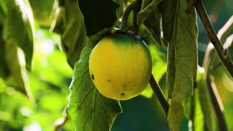 close up of a thai yellow eggplant on the plant