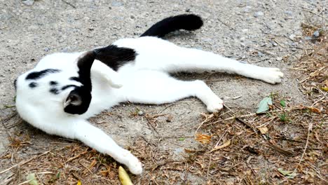 adorable white cat licking its fur