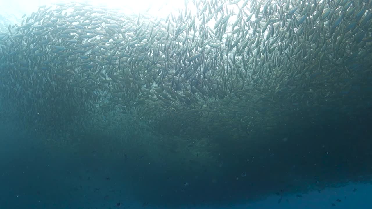 gran banco descoordinado de peces selar boop nadan juntos en una bahía poco profunda