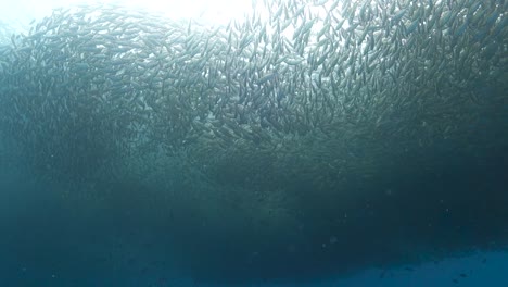 gran banco descoordinado de peces selar boop nadan juntos en una bahía poco profunda