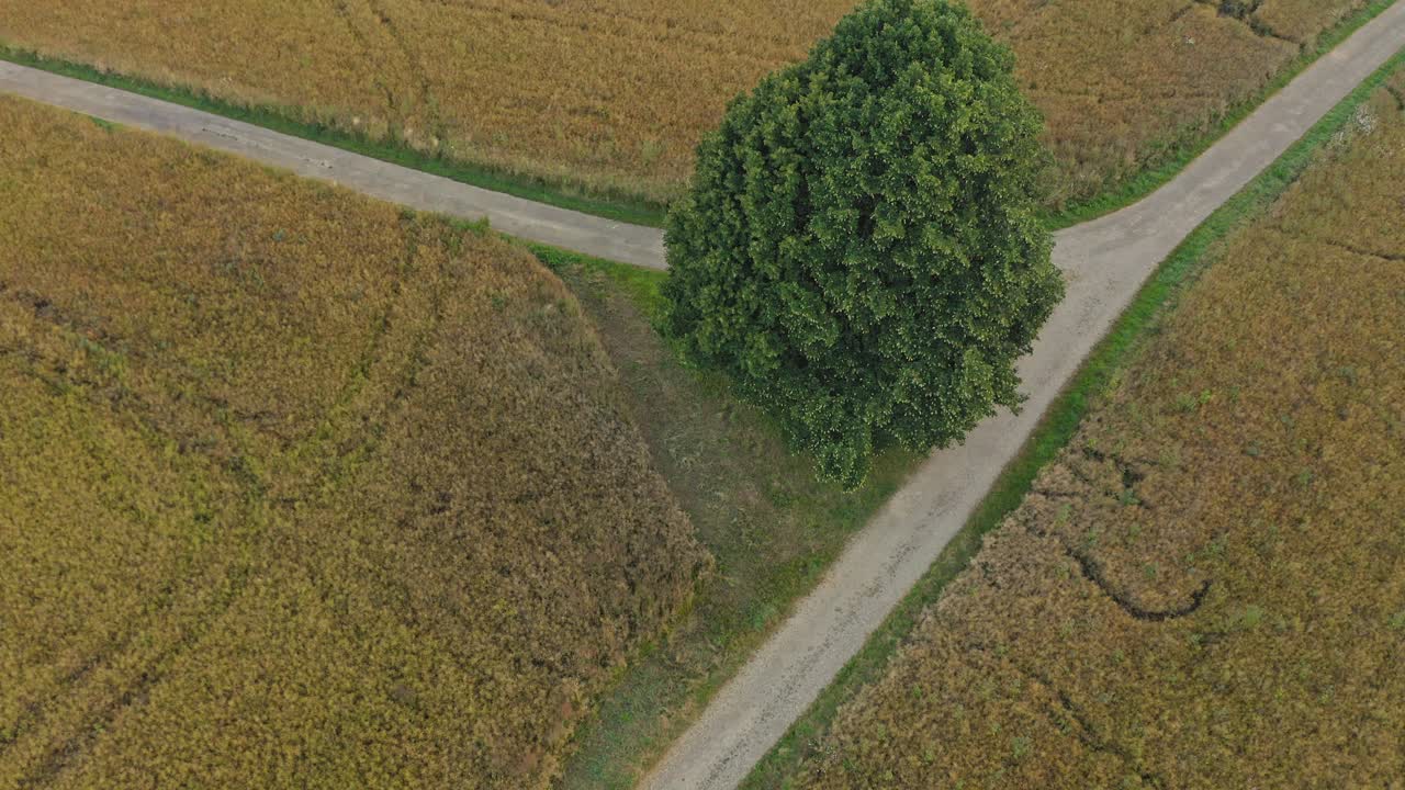 un árbol verde solitario en el foco de un dron mientras vuela con la cámara aún dirigida al paisaje natural