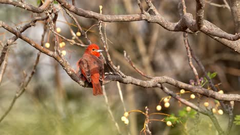 A-lowland-Hepatic-Tanager-perching-on-a-tree-with-morning-light
