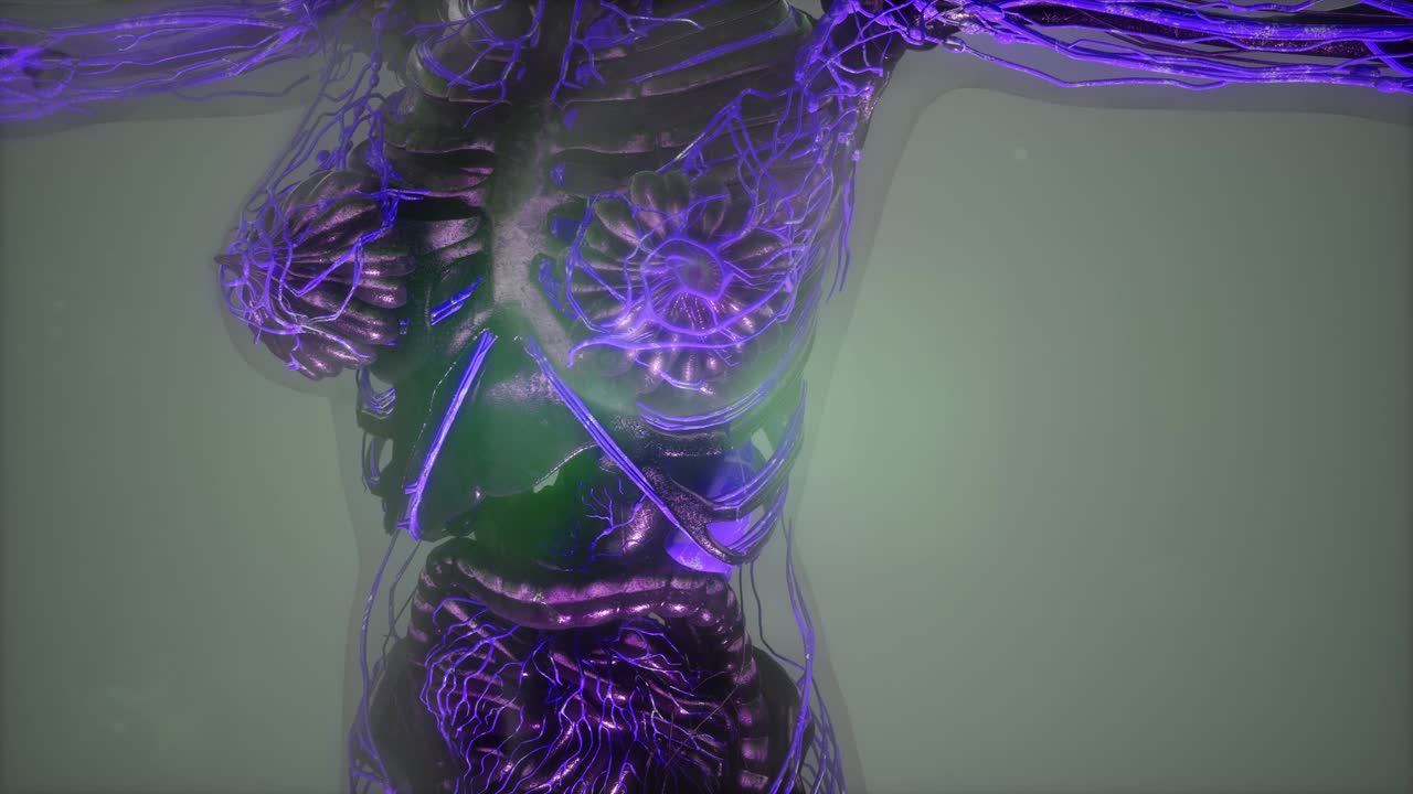 cuerpo humano con vasos sanguíneos brillantes