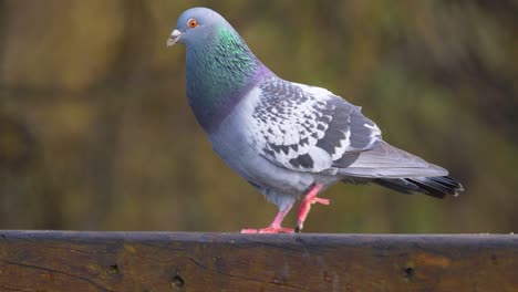 Pretty-pigeon-strutting-around-on-a-park-bench-in-slow-motion