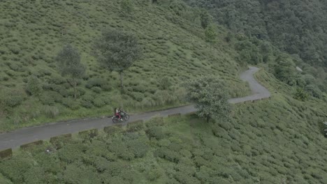 beautiful landscape with trees and green grass, established aerial shot