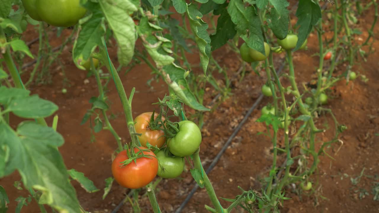Camera Footage of Green and Red Tomatoes Grown in a Greenhouse