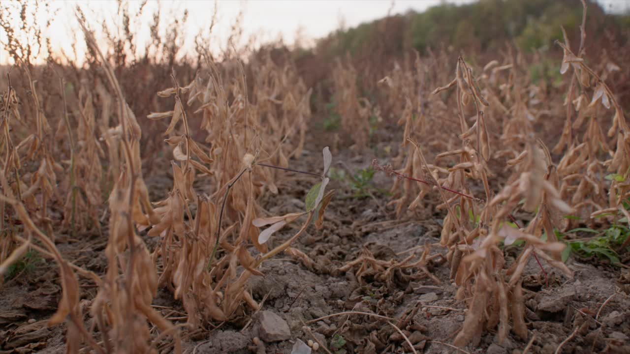 plantas de soja orgánica maduras en el campo listas para la cosecha