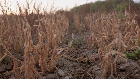 mature organic soy bean plants on field ready for harvest