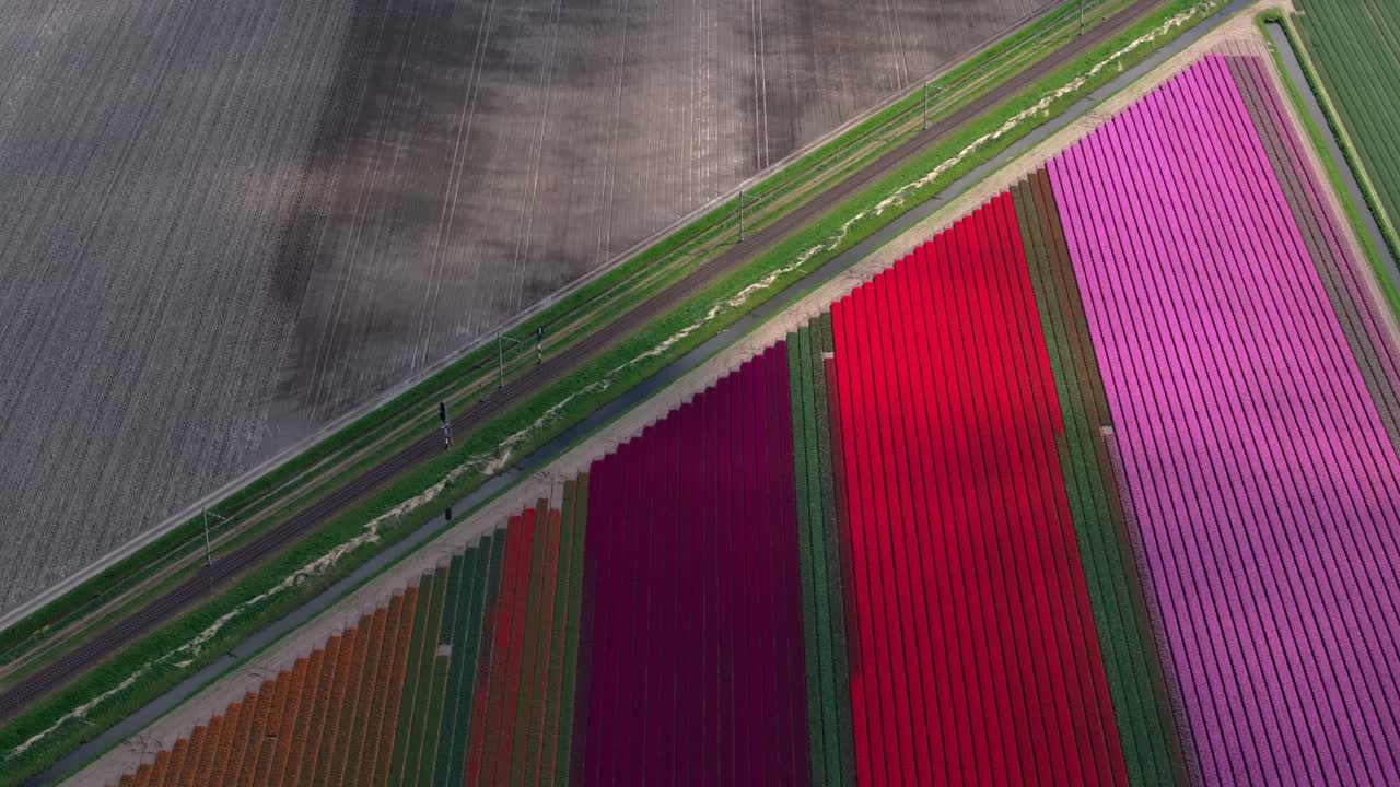 Vista aerea di una ferrovia che attraversa tulipani in fiore nel paesaggio olandese.
