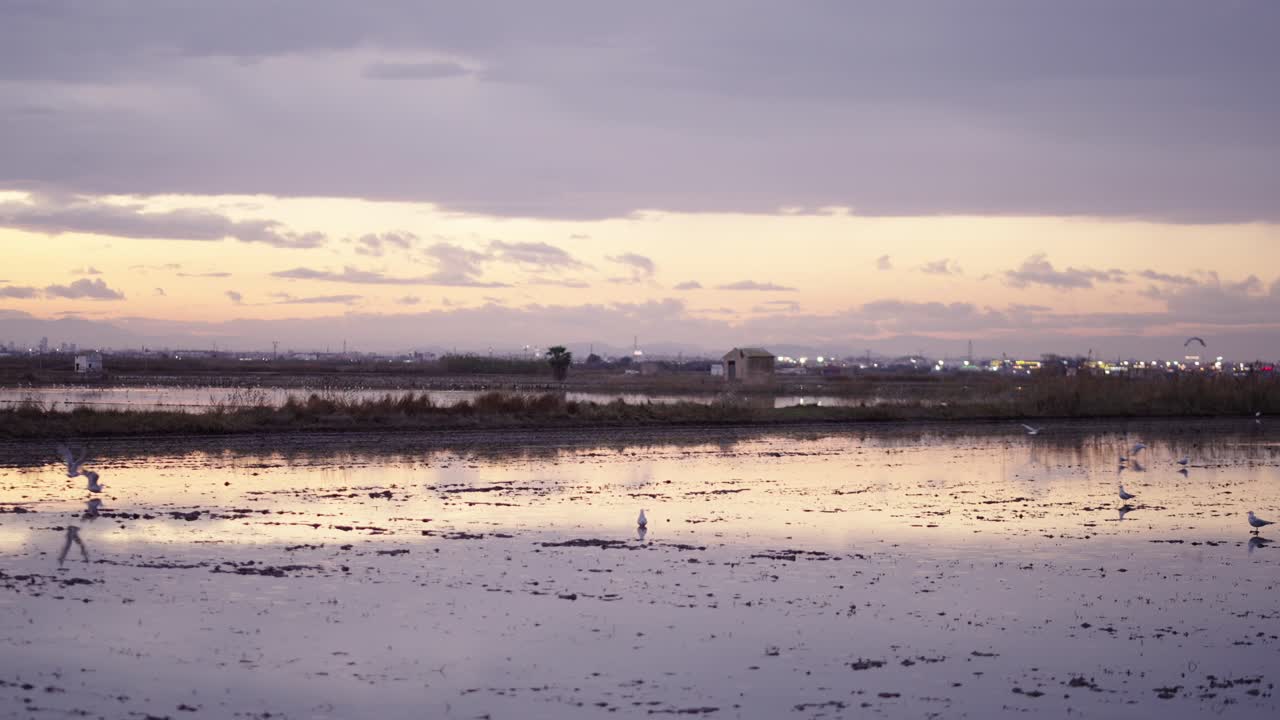 Sunset over a rice paddy landscape