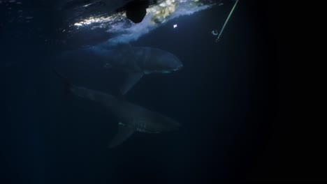 great white shark at night neptune islands south australia 4k 75fps