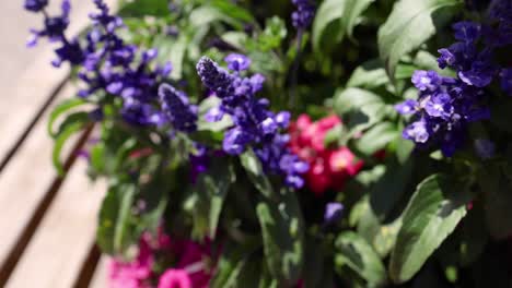 close-up of purple and red flowers outdoors