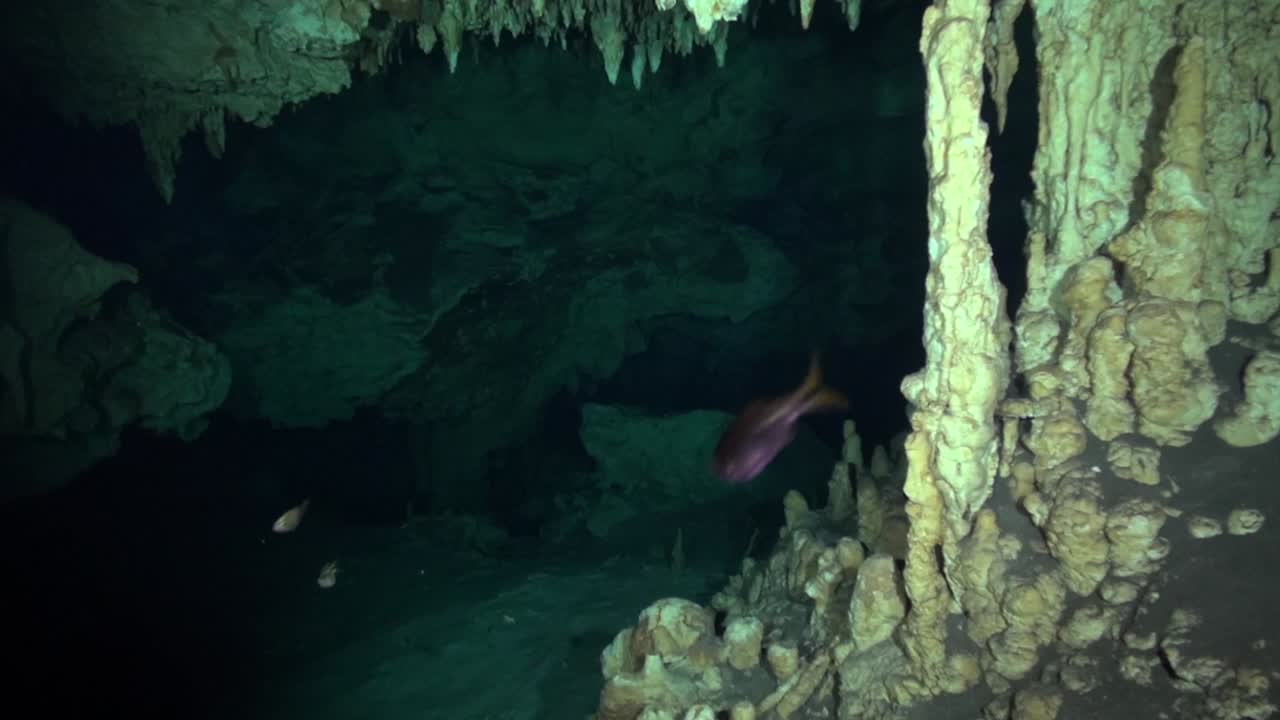 pequeños peces se unen a la cueva de buceo