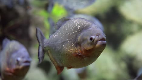 piraña - colossoma macropomum