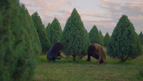 Un-Hombre-Y-Una-Mujer-Están-Aserrando-En-La-Base-De-Un-árbol-De-Navidad-En-Una-Granja-De-árboles-Al-Atardecer