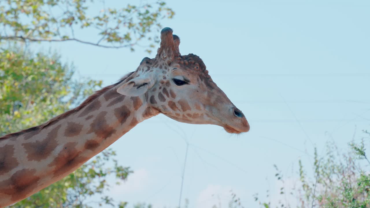 Scatto di profilo con teleobiettivo sul collo e sulla testa di una giraffa che mastica.