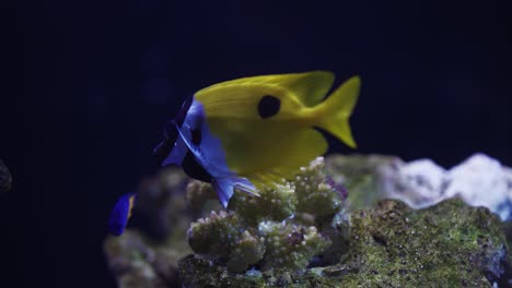 beautiful foxface rabbitfish in the tropical aquarium