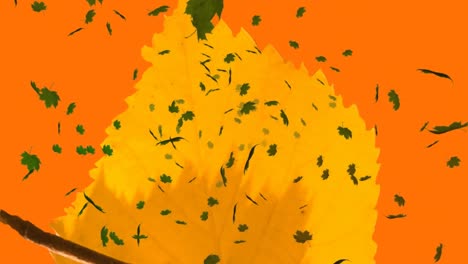 Animation-of-multiple-autumn-leaves-falling-on-orange-background