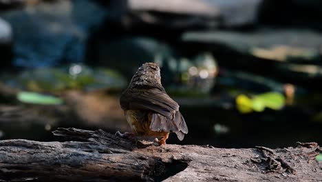 The-Abbot’s-Babbler-is-found-in-the-Himalayas-to-South-Asia-and-the-Southeast-Asia