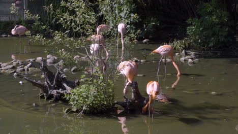 pink flamingos flock together on lake at sunny day