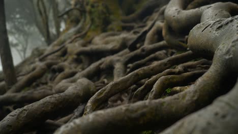 closeup of giant tree roots above the ground in tropical forest in famous tourist destination guna cave in kodaikanal, tamil nadu