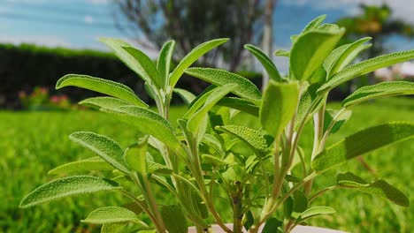 la planta de salvia es una hierba maravillosa para el té y para uso médico