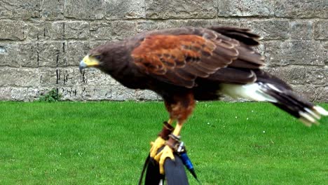 a trained eagle perched connected to its jess waiting for signal from his trainer