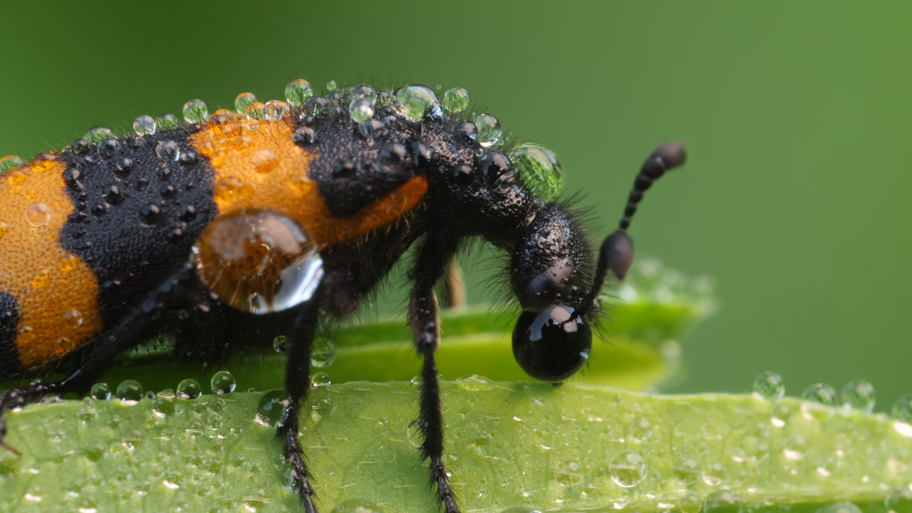 Super closeup Basking Blister Beetle with dew droplets on its shell warms up during a forest sunrise. black orange insect
