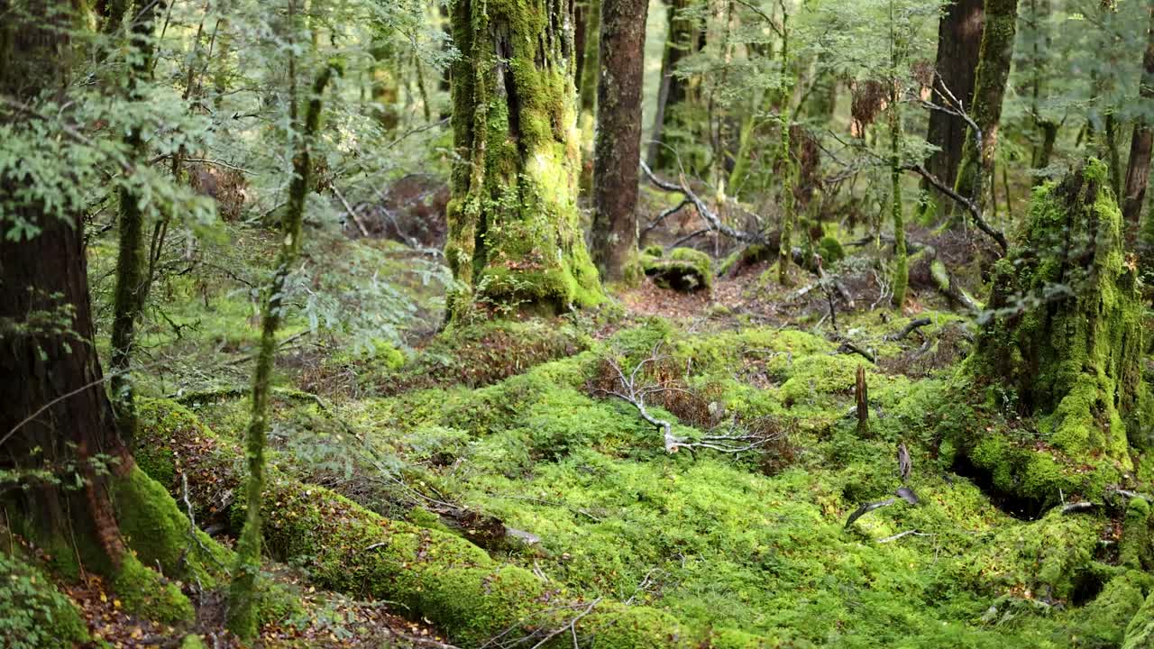 Camera slowly pans across dense, moss-covered rainforest with ferns and towering trees. Soft, natural daylight highlights vibrant green foliage and textured forest floor