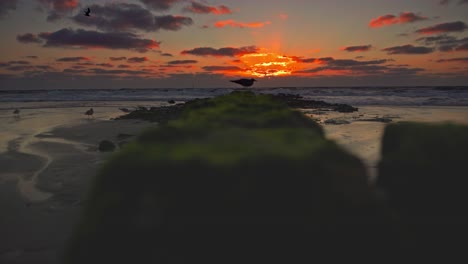 A-seagull-is-sitting-on-a-groyne-at-a-beach-and-in-front-of-a-red-sunset,-filmed-in-4K-from-a-lower-position