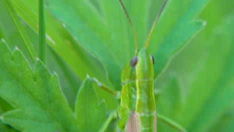 saltamontes verdes en una hoja