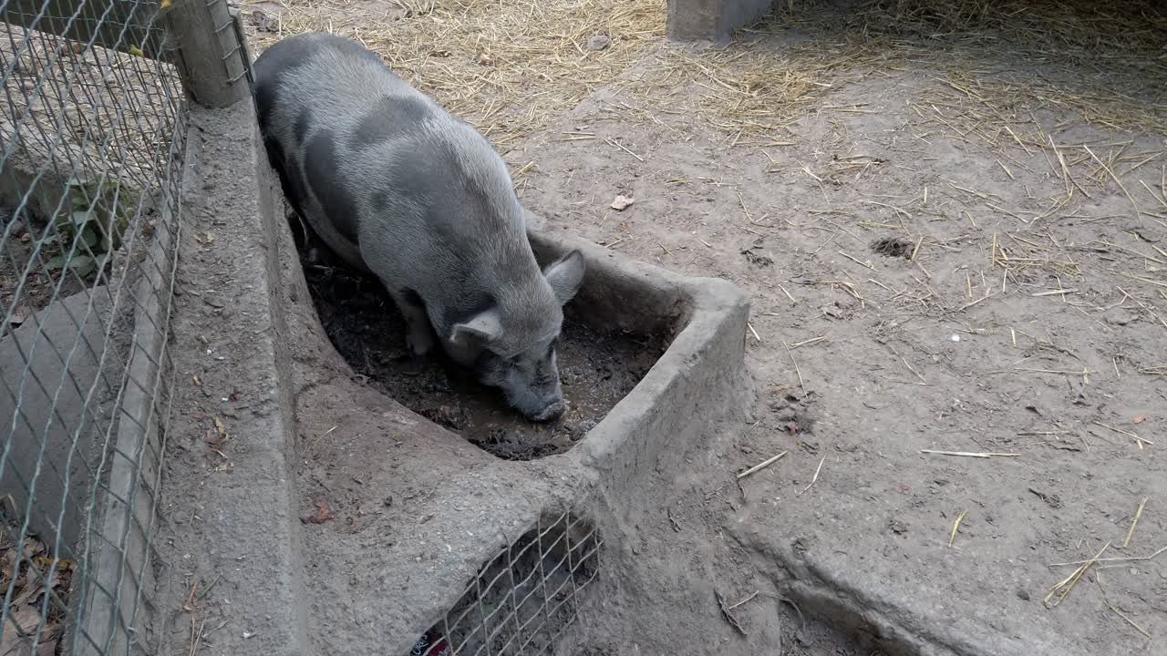 Pot bellied pig grazing near concrete trough, consuming feed while standing in farm enclosure with metal fence
