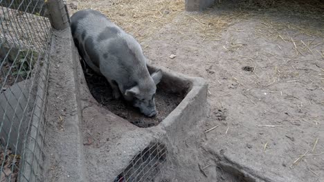 pot bellied pig grazing near concrete trough, consuming feed while standing in farm enclosure with metal fence