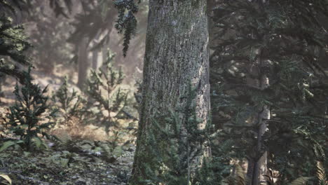 misty forest with tree trunk