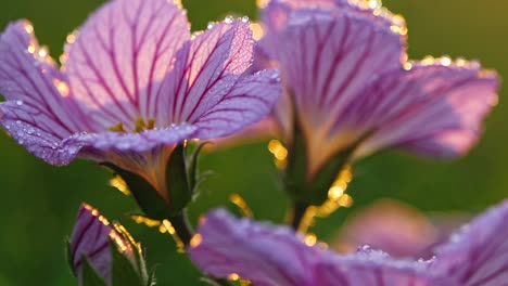 close-up video of dewy pink flowers in soft morning light, captured from a low angle
