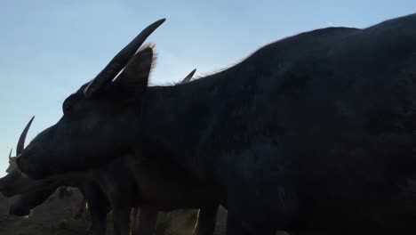 shepherd boy herding flock of buffalo against morning sun