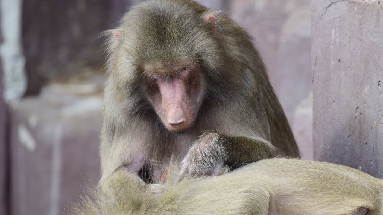 Babbuini impegnati in attività di pulizia reciproca, con un primate che fruga nel pelo di un altro