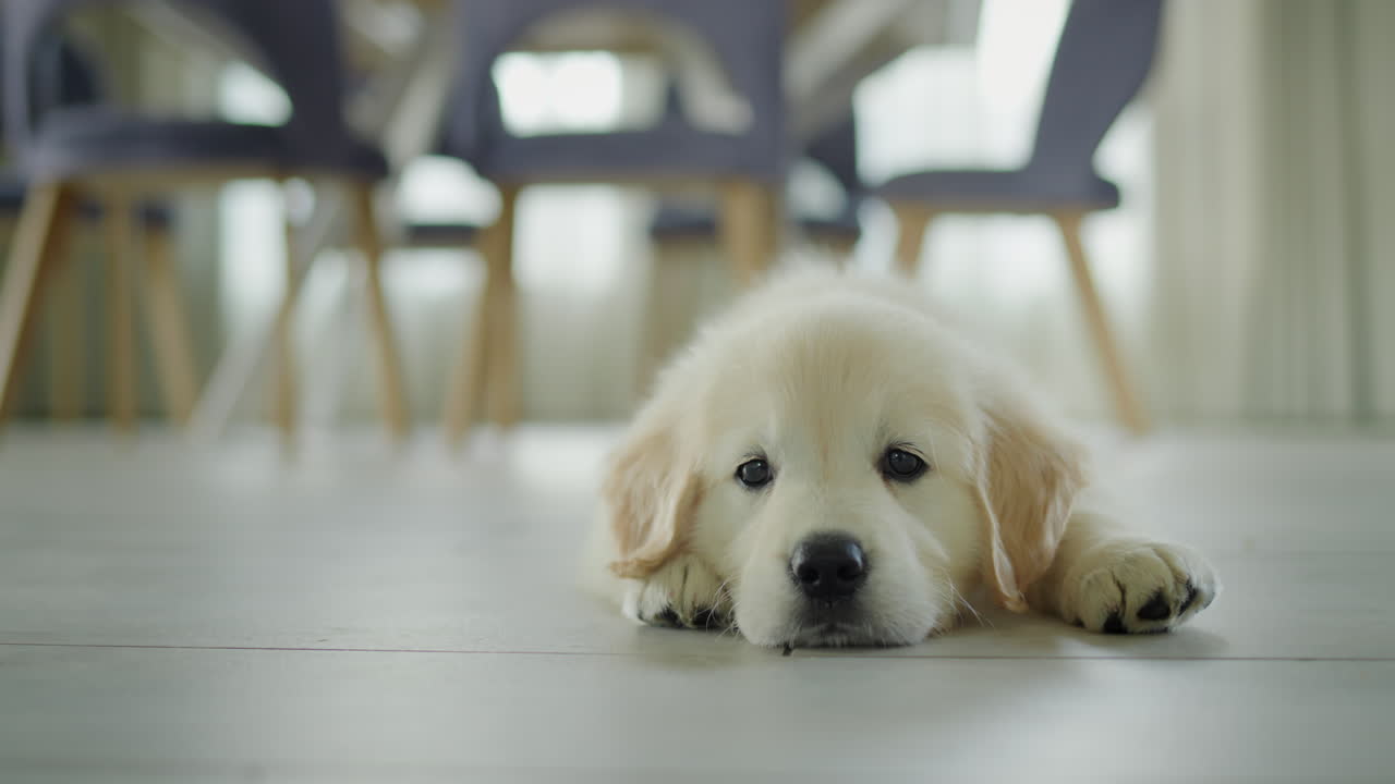 사랑스러운 강아지 한 마리가 식당 바닥에 누워 주인으로부터 맛있는 취급을 기다리고 있습니다.