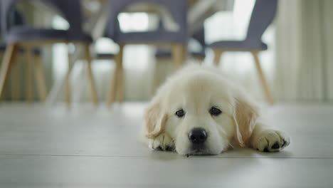 a cute puppy lies on the floor in the dining room, waiting for a tasty treat from the owner