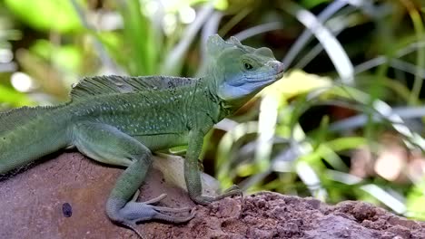 Vista-De-Cerca-De-Un-Basilisco-Emplumado-Descansando-En-El-Suelo-En-El-Zoológico---Disparo-A-Nivel-Del-Suelo