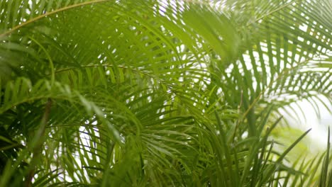 heavy raindrops falling on areca palm leaves, slow mo