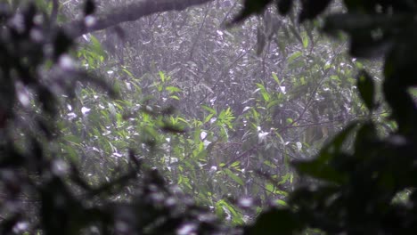 lluvia sobre el túnel de vegetación y el bosque en el fondo