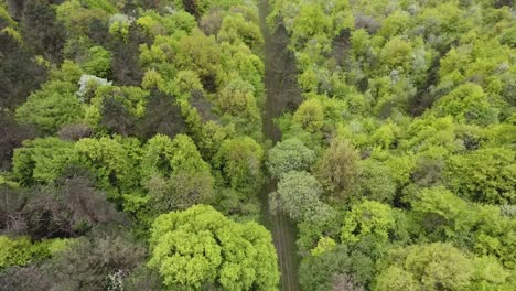 forest path in verdun lorraine france drone view
