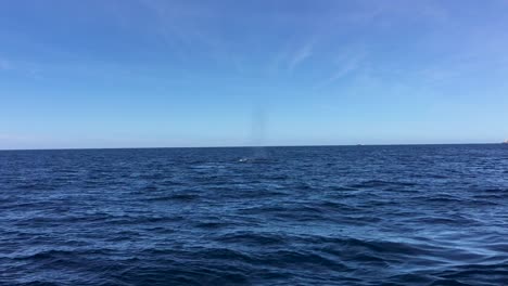 couple of humpback whales that reach the surface of the sea to breathe and show their tails in cabo san lucas-1