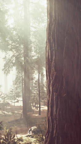 sunlight streaming through redwood forest