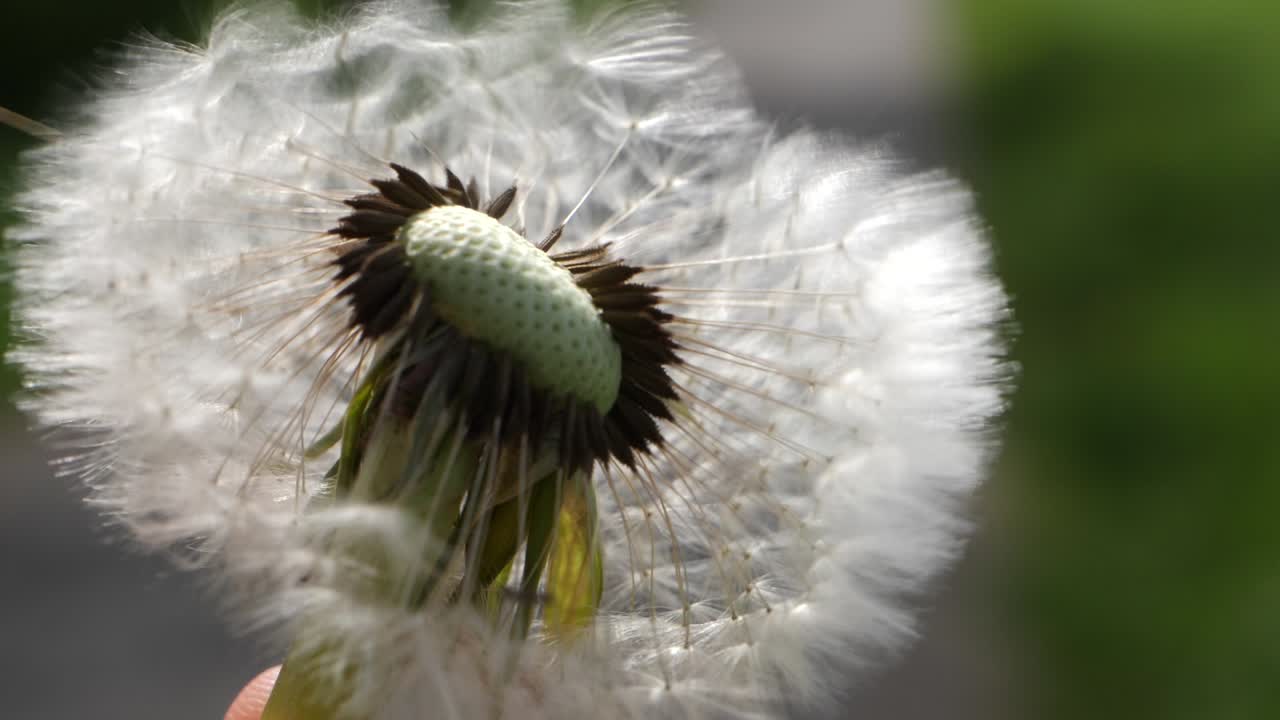 un primerísimo plano que sopla sobre una flor seca de diente de león, las semillas vuelan en cámara lenta