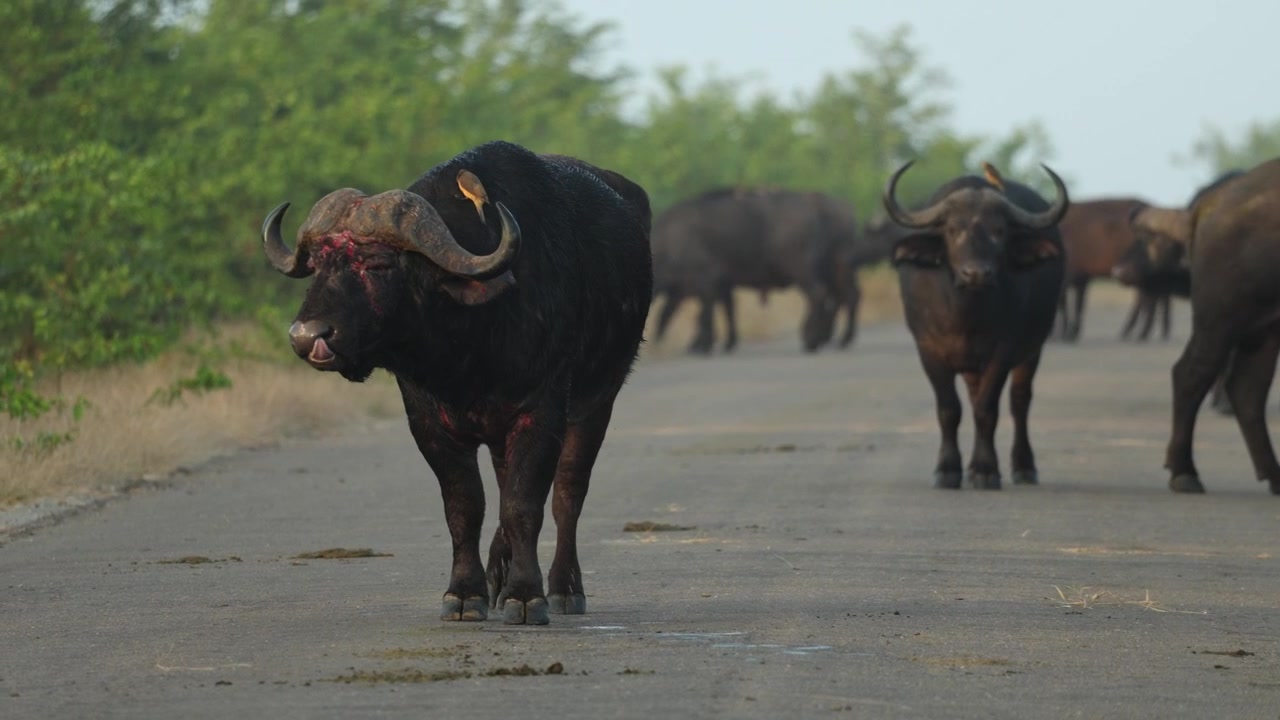 A Cape buffalo bull with bad injuries walks in the tar road while the rest of the herd crosses the road in the background on a misty morning, Kruger National Park South Africa.